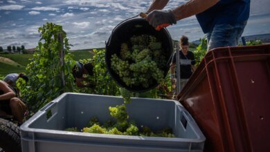 Champagne Harvest