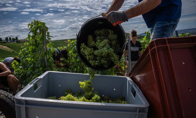 Champagne Harvest