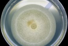 Lunar Microbe Survival Risk