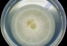 Lunar Microbe Survival Risk