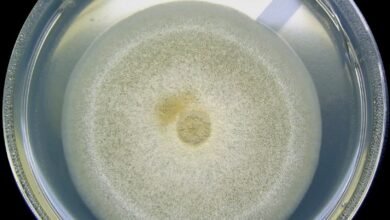 Lunar Microbe Survival Risk
