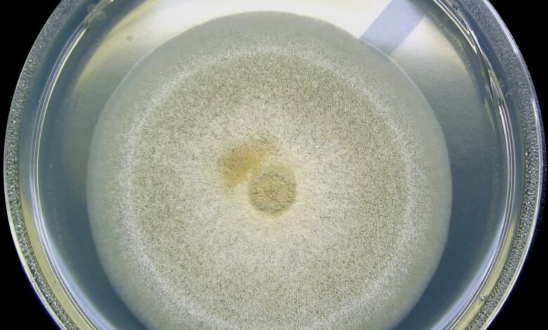 Lunar Microbe Survival Risk