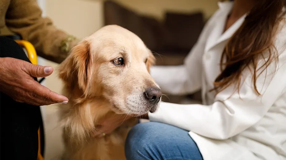 Therapy Dog iStock