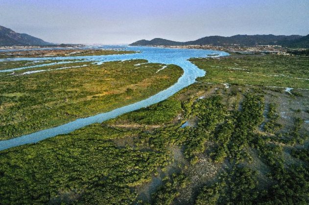 Photo shows Zhangjiangkou national mangrove forest nature reserve in Yunxiao county, Zhangzhou city, southeast China’s Fujian province. (Photo by Zhao Min/People’s Daily Online)