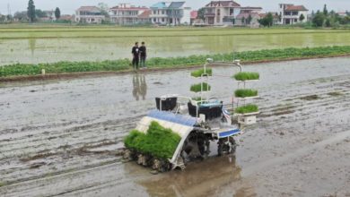 An unmanned rice transplanter equipped with the BeiDou Navigation Satellite System works in a field in Tongzhou district, Nantong city, east China’s Jiangsu province, July 2, 2021. (Photo by Xu Congjun/People’s Daily Online)