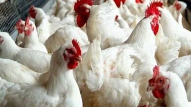 سوق الدواجن اليوم