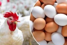 أسعار-الدواجن-البيض-رمضان-3-مارس-2026