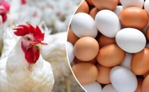 أسعار-الدواجن-البيض-رمضان-3-مارس-2026
