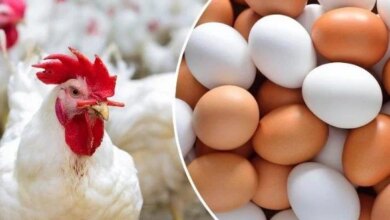 فائض إنتاج الدواجن بمصر