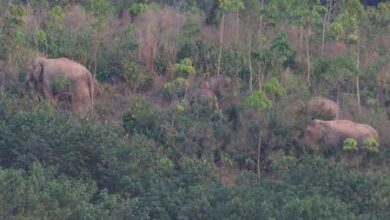 لقاح_الفيلة_تايلاند