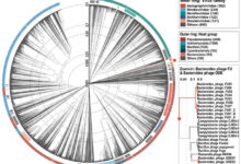 سرطان-القولون-بكتيريا-فيروس-مجهول