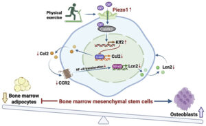 بروتين Piezo1 وتقوية العظام