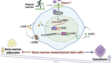 اكتشاف بروتين يفسر آلية تقوية العظام بالتمارين الرياضية 37 بروتين Piezo1 وتقوية العظام