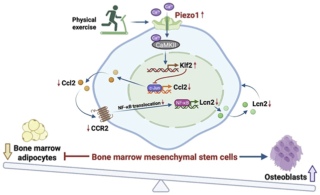 بروتين Piezo1 وتقوية العظام