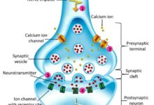 خلل-تنظيف-الدماغ-شيخوخة-المشابك
