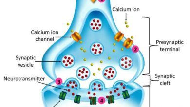 خلل-تنظيف-الدماغ-شيخوخة-المشابك