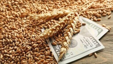 مصر وروسيا تتجهان لتأسيس بورصة حبوب ضمن بريكس 11 بورصة حبوب مصرية روسية