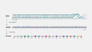 أسرار الحمض النووي الريبوزي