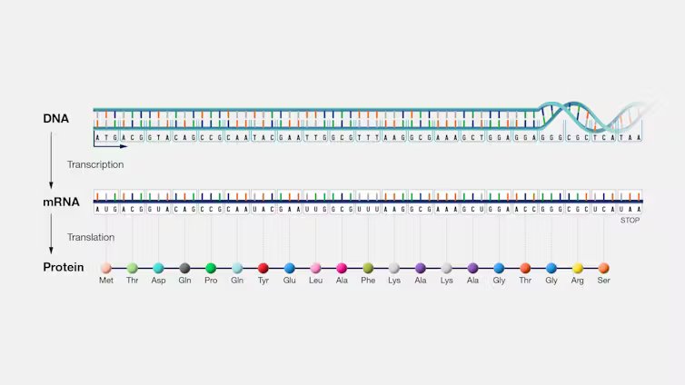 أسرار الحمض النووي الريبوزي