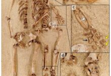 سر قصر قامة سيدات العصر الجليدي