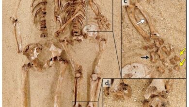 سر قصر قامة سيدات العصر الجليدي