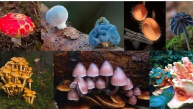 تقرير دولي يحذر: فقدان التنوع البيولوجي يهدد الاقتصاد العالمي والشركات 1 فقدان التنوع البيولوجي يهدد الاقتصاد