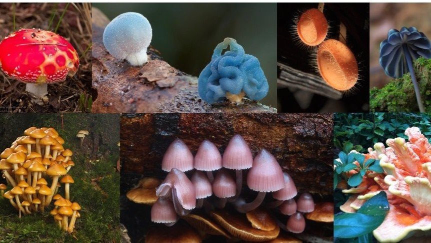 فقدان التنوع البيولوجي يهدد الاقتصاد