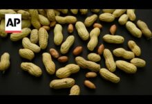 بكتيريا-تحمي-من-حساسية-الفول-السوداني