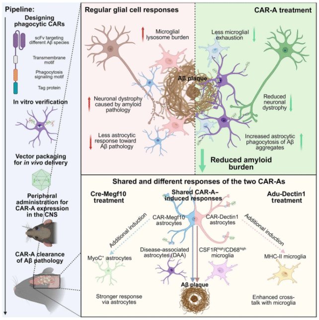 علاج-الزهايمر-الجيني-الجديد