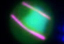 ضعف_طفيل_الملاريا