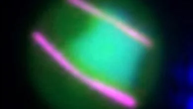 ضعف_طفيل_الملاريا