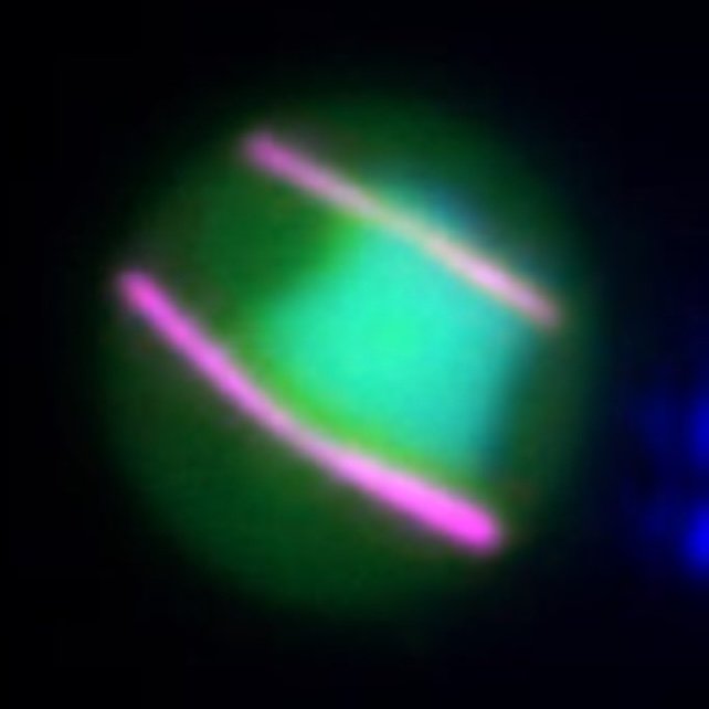 ضعف_طفيل_الملاريا