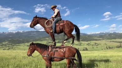 نهاية-سورا-OpenAI