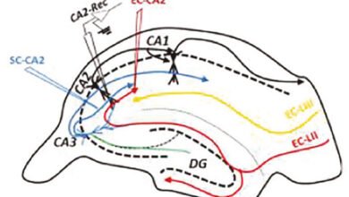 الكافيين والذاكرة