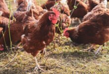 أوروبا ترصد أول H9N2 بشري