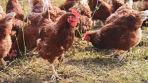 أوروبا ترصد أول H9N2 بشري