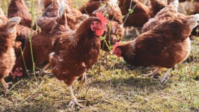 H9N2 أنفلونزا الطيور: أوروبا تسجل أولى حالاتها البشرية في إيطاليا 2 أوروبا ترصد أول H9N2 بشري