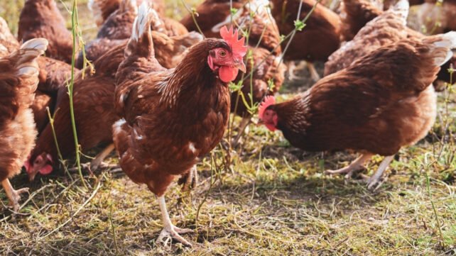 H9N2 أنفلونزا الطيور: أوروبا تسجل أولى حالاتها البشرية في إيطاليا 1 أوروبا ترصد أول H9N2 بشري