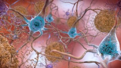 الزهايمر: استراتيجية علاجية جديدة تستهدف جذور المرض الجينية 2 1774946064 New Alzheimers Treatment Strategy Reverses Cognitive Decline in Mice
