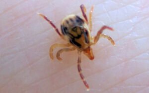 قراد-حساسية-لحوم-قاتلة