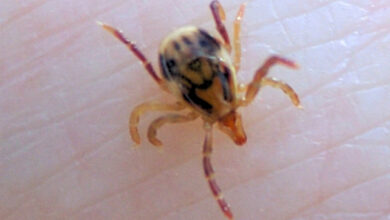 قراد-حساسية-لحوم-قاتلة