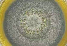 وفيات فطر المستشفى