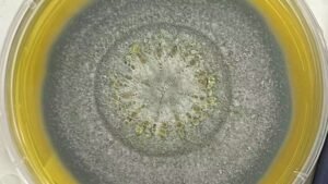 وفيات فطر المستشفى