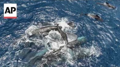 ولادة حوت العنبر