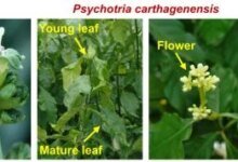 تبغ ينتج مؤثرات نفسية