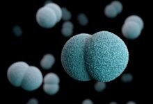 داء المكورات السحائية