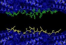 نظرية الزهايمر الجديدة
