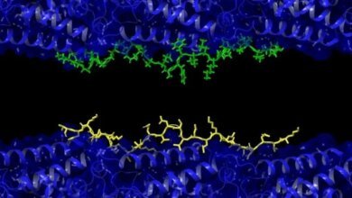 نظرية موحدة جديدة قد تفسر ظهور الزهايمر وصراع البروتينات في الدماغ 2 نظرية الزهايمر الجديدة