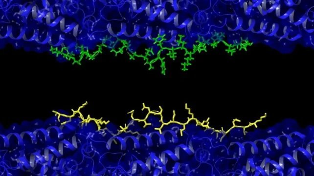نظرية موحدة جديدة قد تفسر ظهور الزهايمر وصراع البروتينات في الدماغ 10 نظرية الزهايمر الجديدة