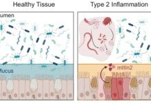 دور بروتين إنتيليكتين-2 في الأمعاء